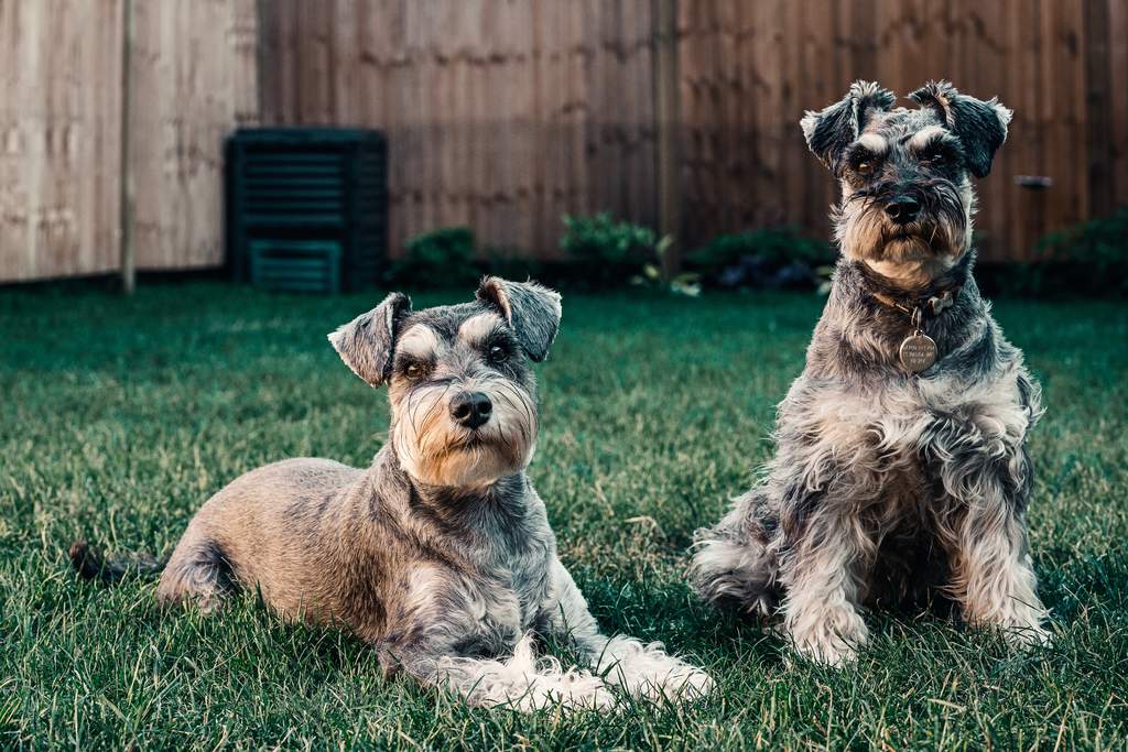 Qu Dice El Tama O De Los Schnauzer Sobre Su Car Cter