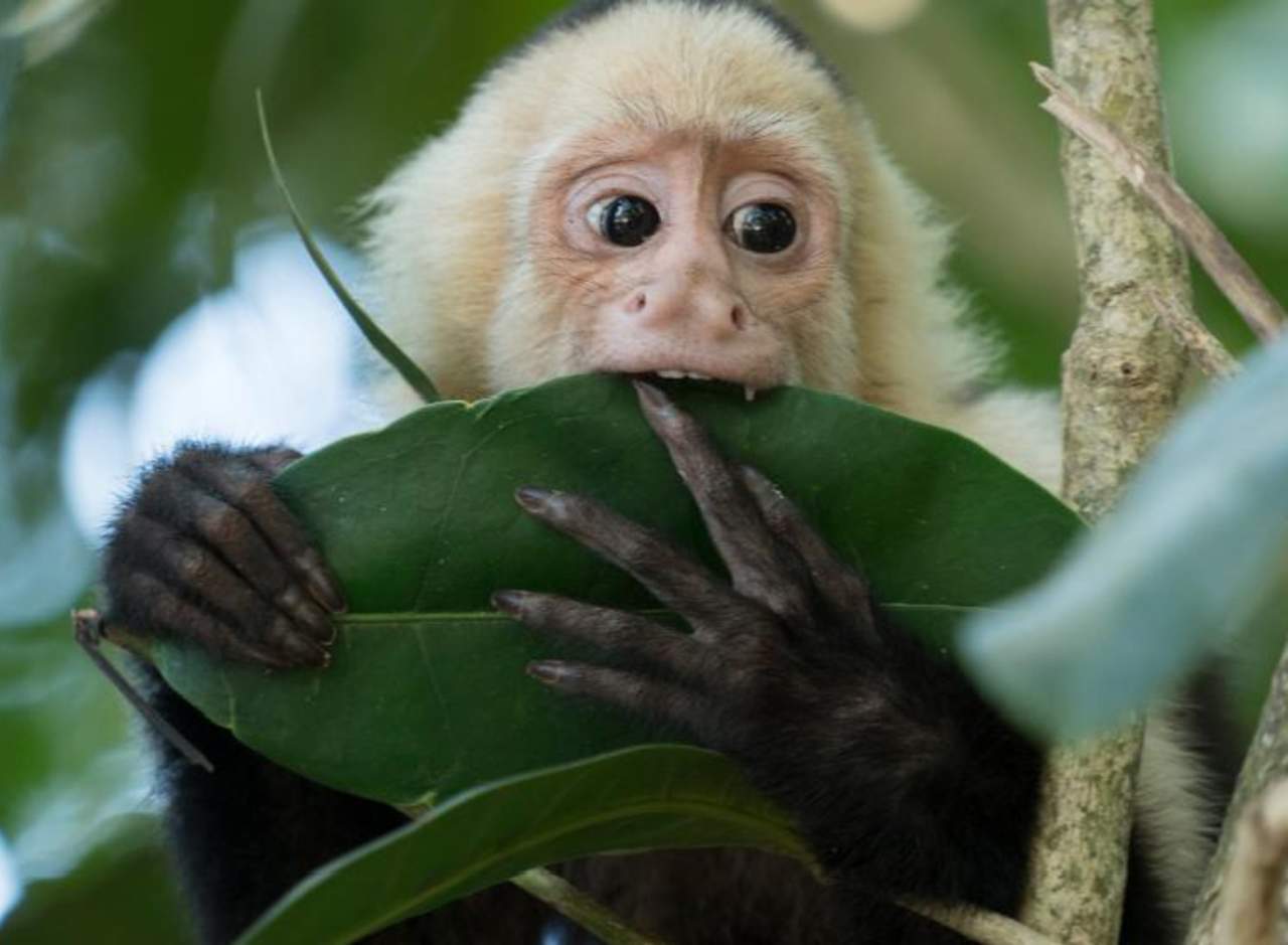 Son Legales Los Monos Capuchinos Como Mascotas En Cdmx