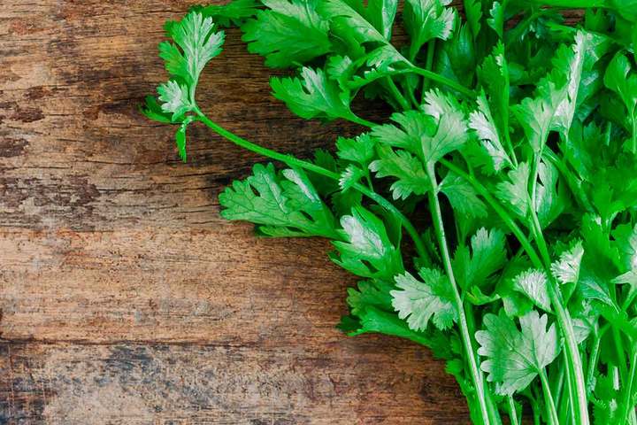 Propiedades Y Beneficios Del Cilantro