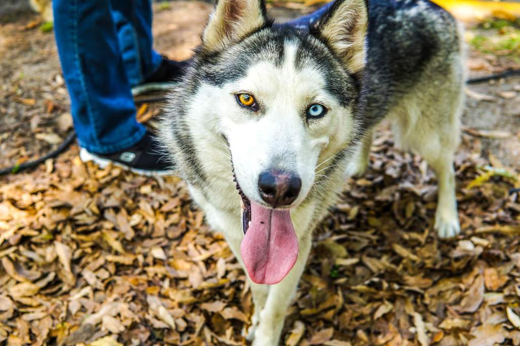 Por Que Hay Perros Husky Con Ojos De Diferente Color