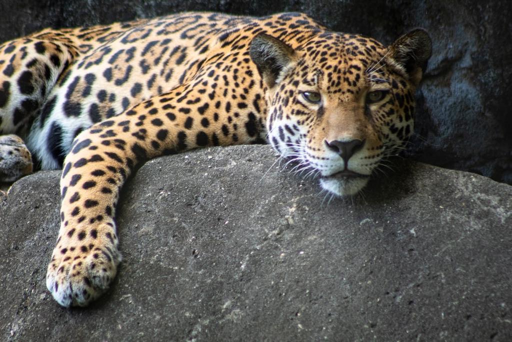 Conoce Las 6 Especies De Felinos Que Viven En Mexico