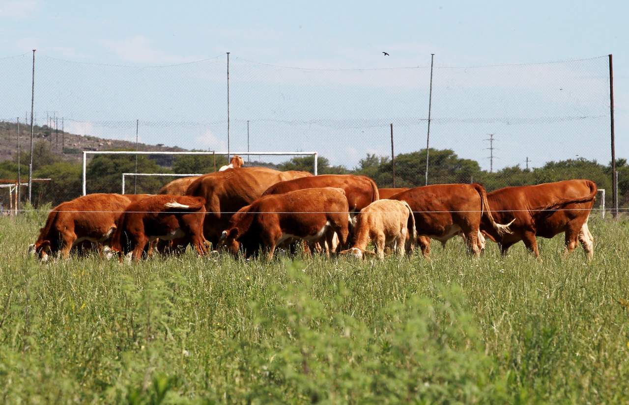 Duranguense Cattle With Tuberculosis Detected in Texas;  there is already a criminal complaint